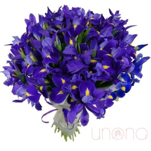 Passionate Irises